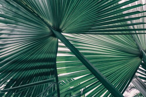 Vida Flow